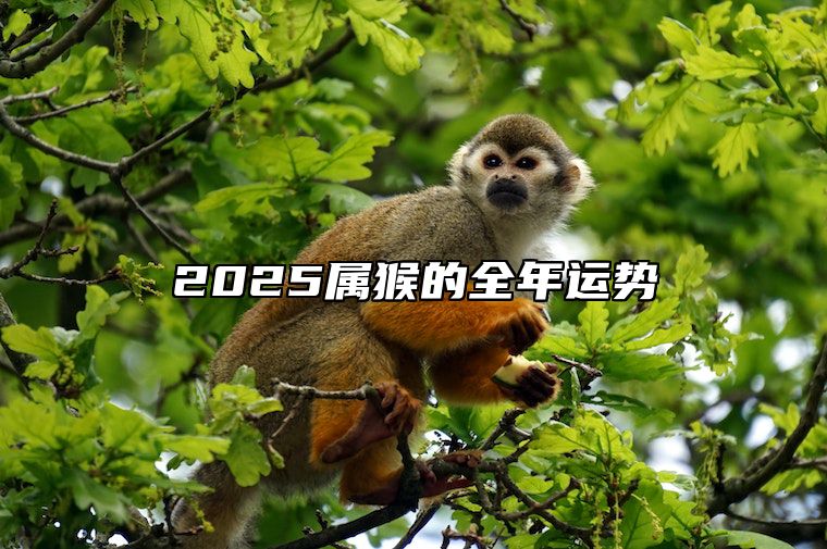 2025属猴的全年运势 2025属猴的全年运势女