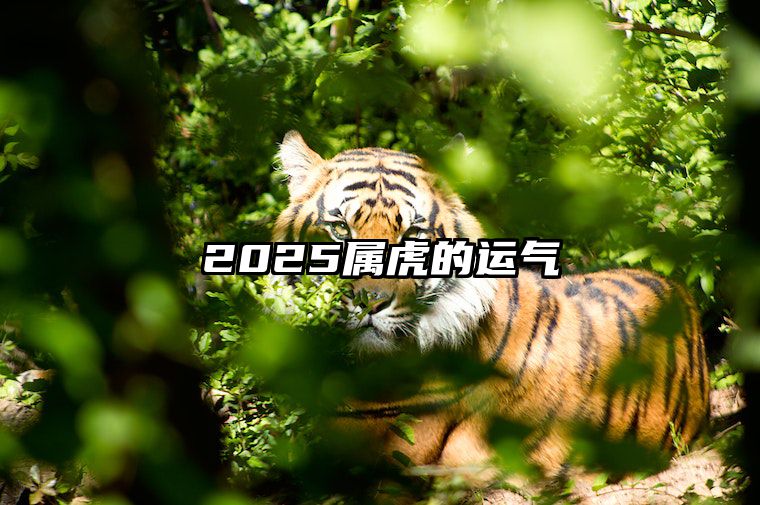 2025属虎的运气 2025属虎运气如何卜易居