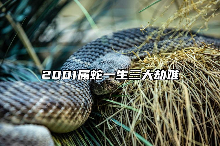 2001属蛇一生三大劫难 2001年属蛇人注定的婚姻