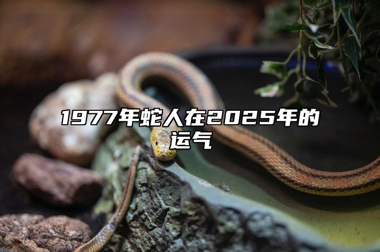 1977年蛇人在2025年的运气 1977年属蛇未来五年运势