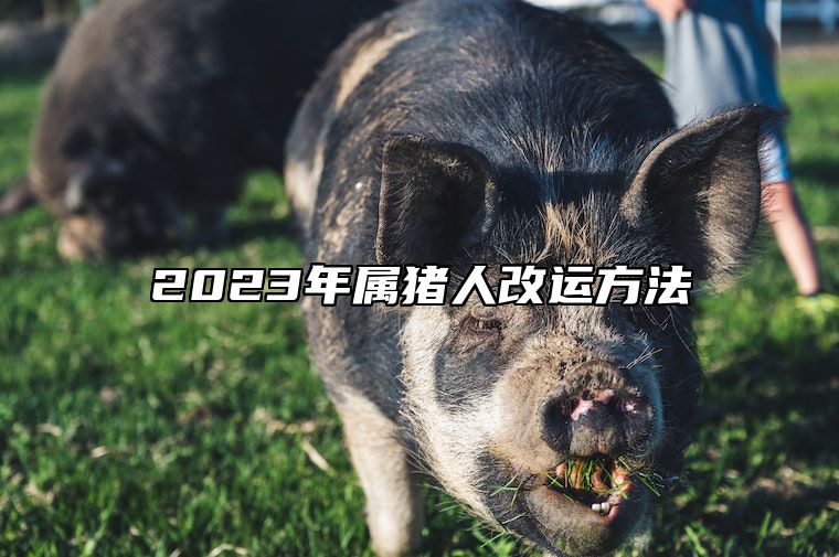 2023年属猪人改运方法 属猪的2023年