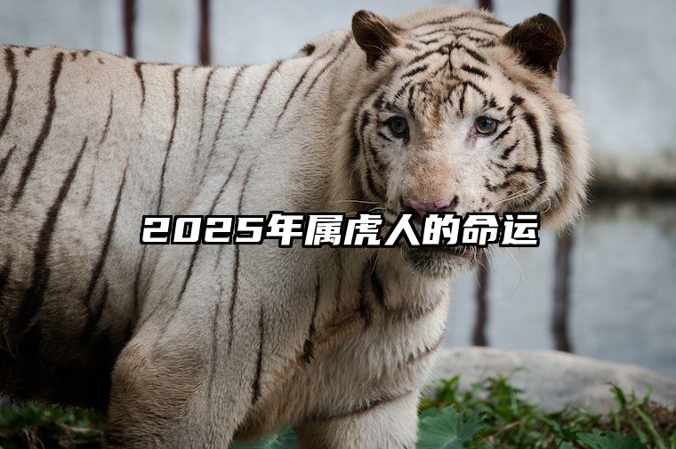 2025年属虎人的命运 2025年属虎人命运好不好