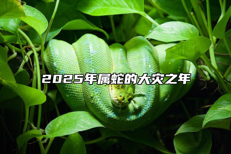 2025年属蛇的大灾之年 2025年属蛇人的全年