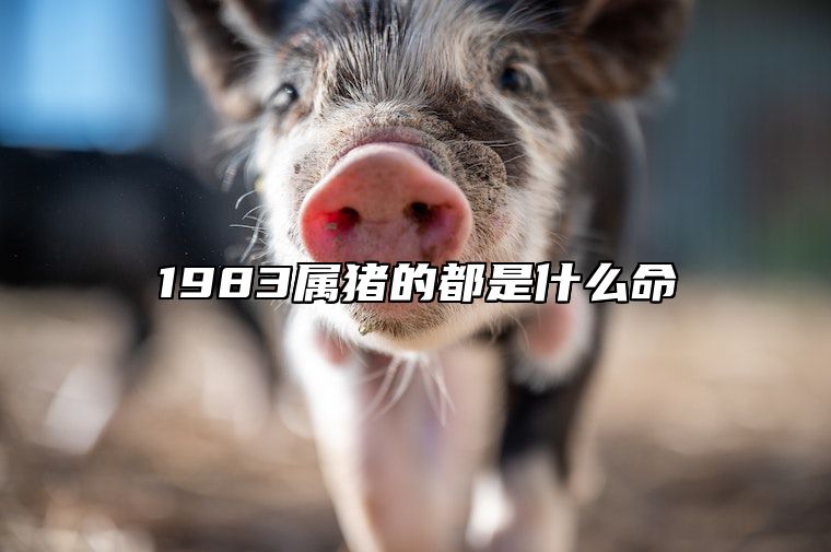 1983属猪的都是什么命 1983年属猪的是什么命格