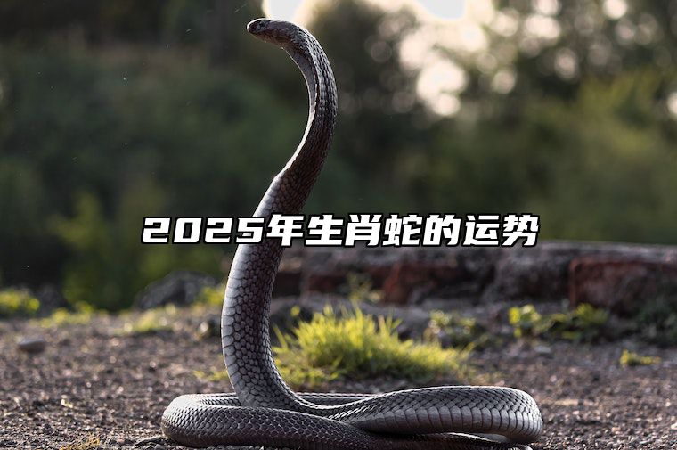 2025年生肖蛇的运势 属蛇人2025年运势完整版