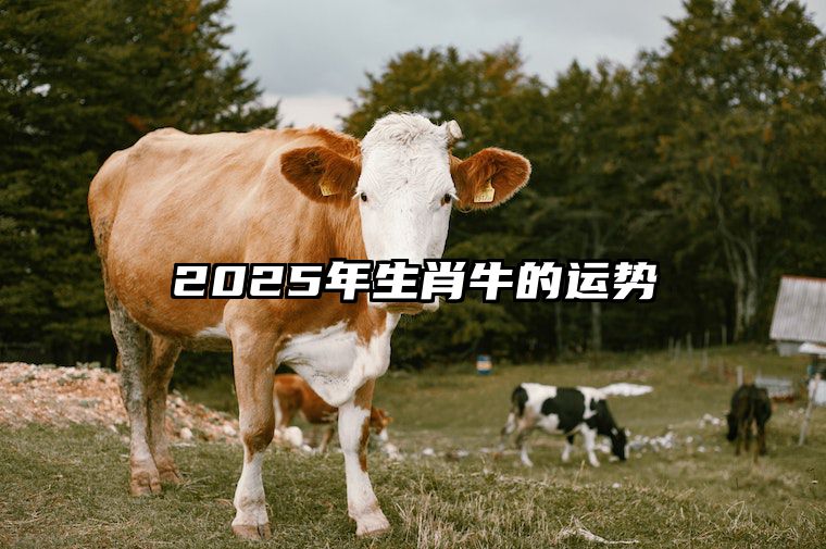 2025年生肖牛的运势 2025年生肖牛的运势好吗