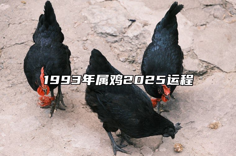 1993年属鸡2025运程 1993年属鸡202年运势