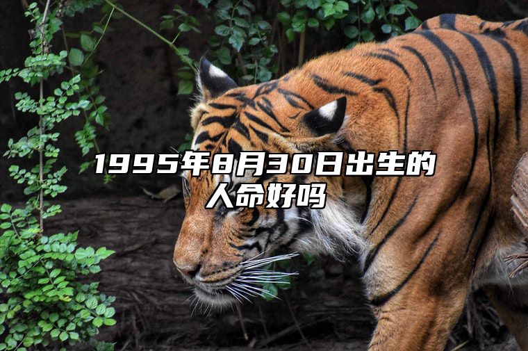 1995年8月30日出生的人命好吗 八字五行解析