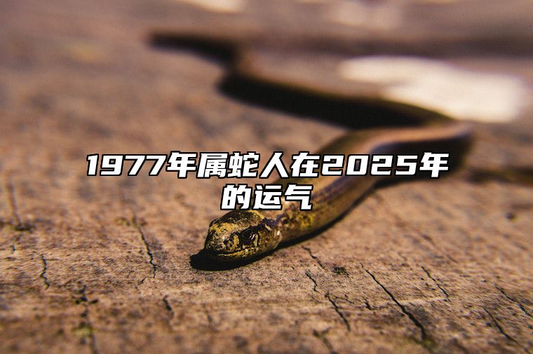 1977年属蛇人在2025年的运气 1977年2025年的蛇的运势