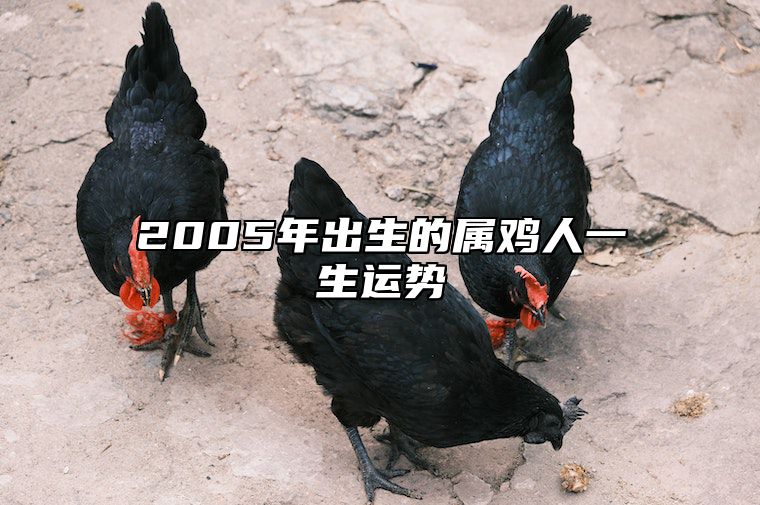 2005年出生的属鸡人一生运势 2005年出生的属鸡人一生运势怎么样