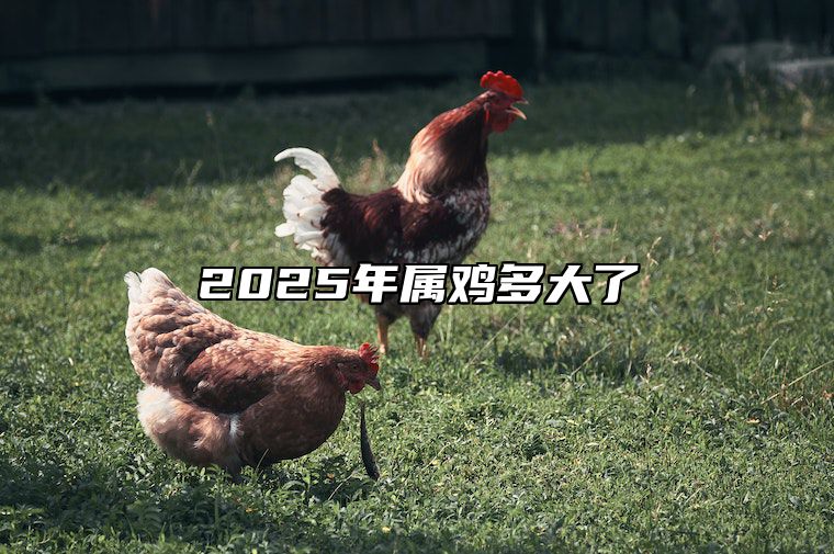 2025年属鸡多大了 2025年属鸡多大了虚岁