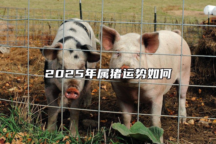 2025年属猪运势如何 2025年猪的运势