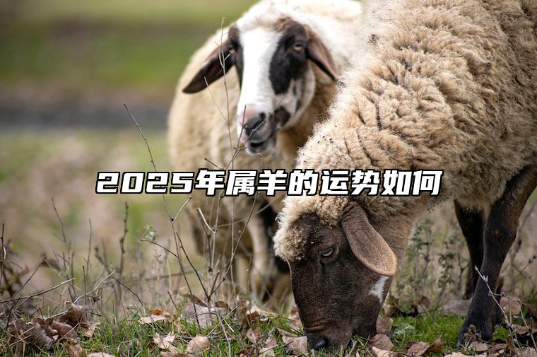 2025年属羊的运势如何 属羊2025年运势及运程每月运程大家找算命网