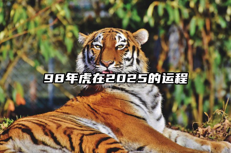 98年虎在2025的运程 98年属虎未来五年运势