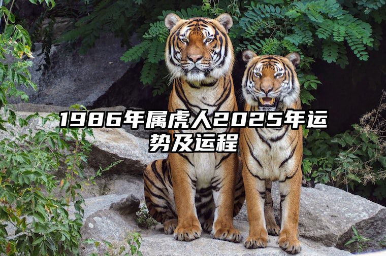 1986年属虎人2025年运势及运程 86年虎哪年才开始发财