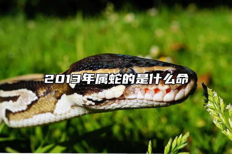 2013年属蛇的是什么命 2013年属蛇的是什么命五行属什么