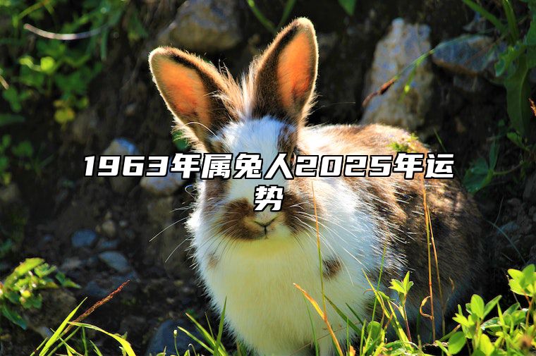 1963年属兔人2025年运势 1963年属兔人2025年运势男命