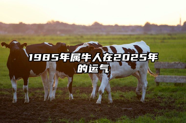 1985年属牛人在2025年的运气 1985年的牛在2022年的运势