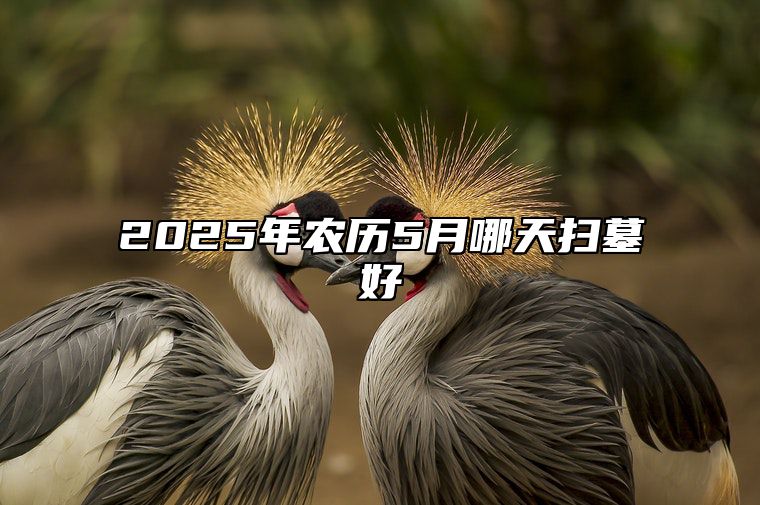 2025年农历5月哪天扫墓好 是扫墓的吉日吗？