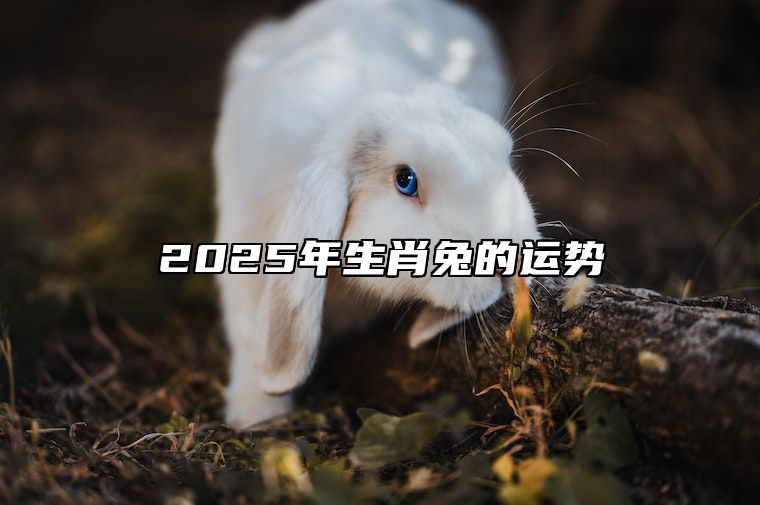 2025年生肖兔的运势 2025年生肖兔的运势好吗