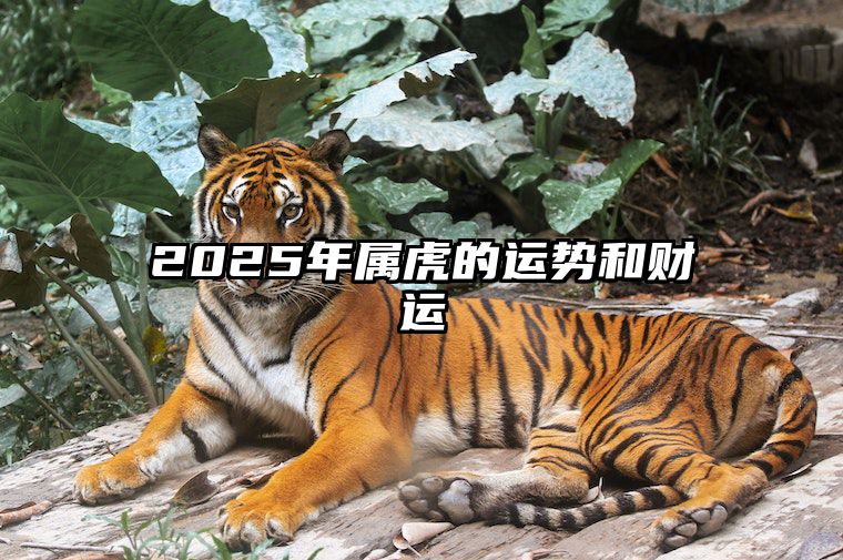 2025年属虎的运势和财运 2025年属虎的运势和财运1986年