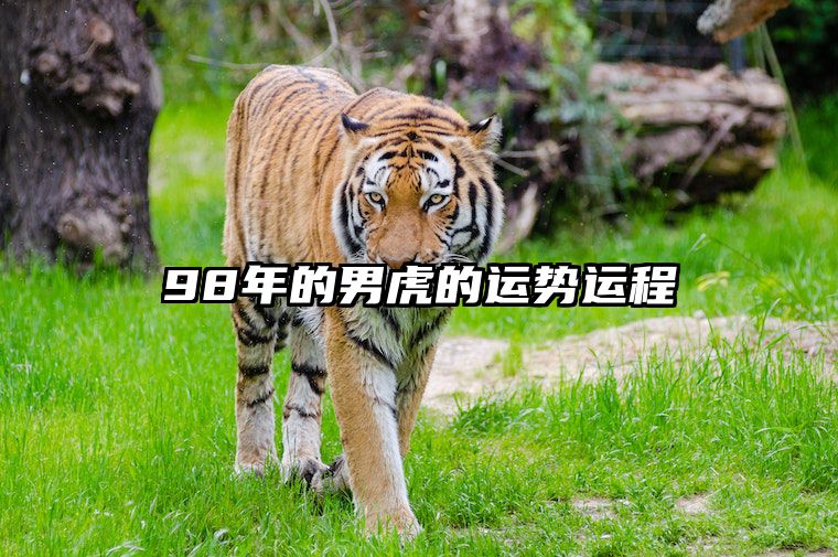 98年的男虎的运势运程 98年虎男2021年运势及运程