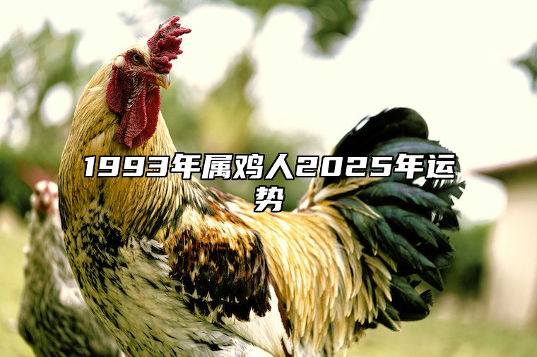 1993年属鸡人2025年运势 1993年属鸡人2025年运势如何