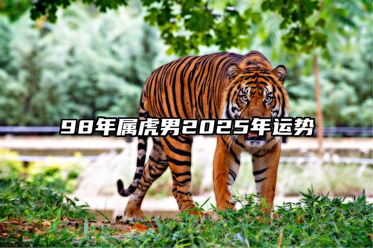 98年属虎男2025年运势 98年属虎男2025年运势及运程每月运程