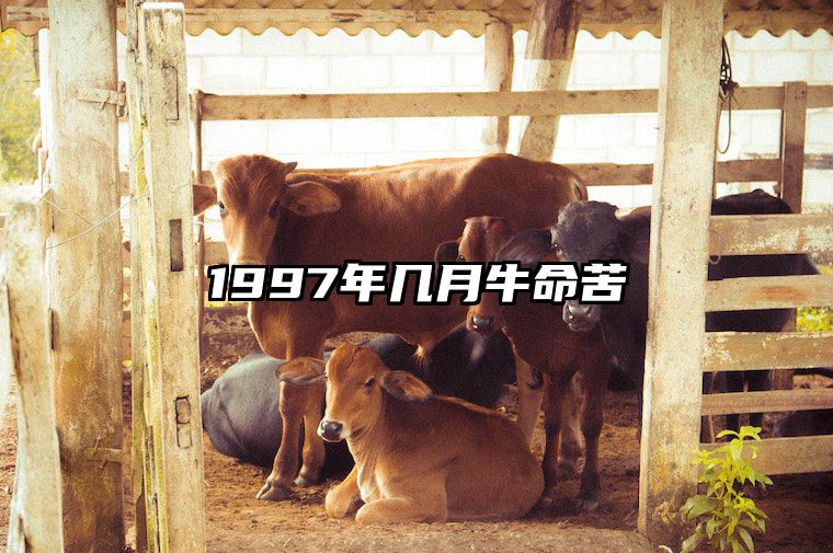 1997年几月牛命苦 1997年几月牛命苦三月生