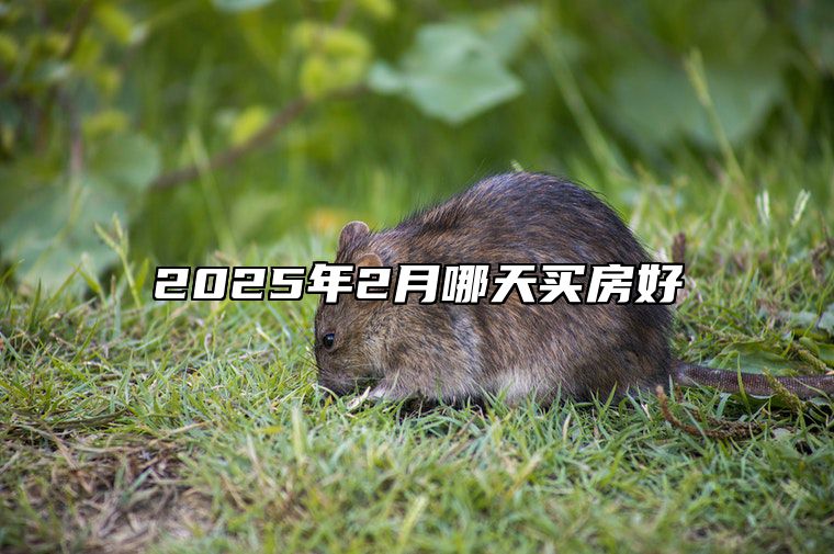 2025年2月哪天买房好 今日买房黄历查询详解