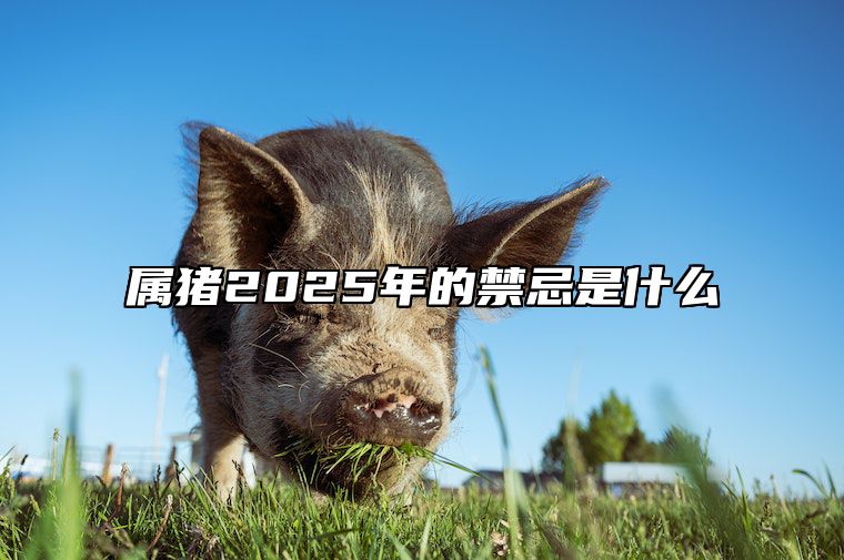 属猪2025年的禁忌是什么 2025年生肖猪运势