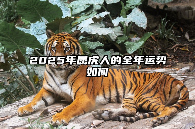 2025年属虎人的全年运势如何 2025年属虎人的全年运势1986出生