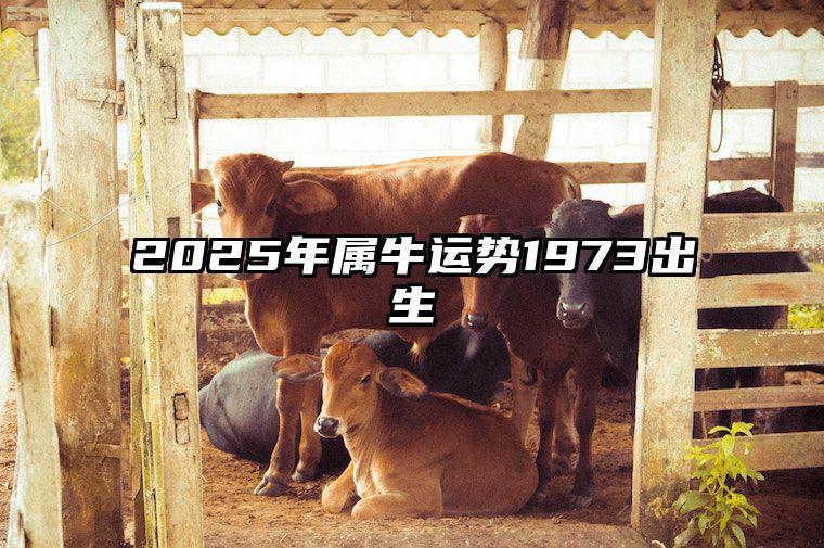 2025年属牛运势1973出生 属牛2025年的运气和财运怎么样