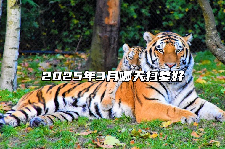 2025年3月哪天扫墓好 哪一天是扫墓的好日子