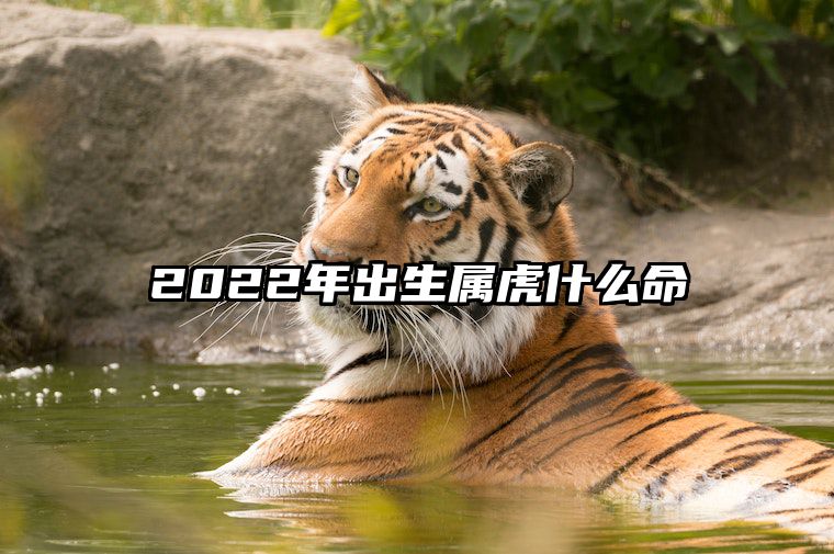 2022年出生属虎什么命 2022出生属虎人什么命