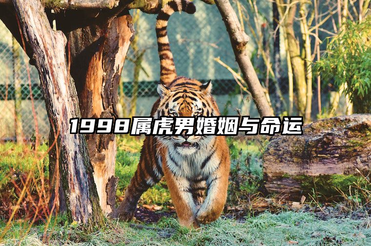 1998属虎男婚姻与命运 1998属虎男婚姻与命运如何