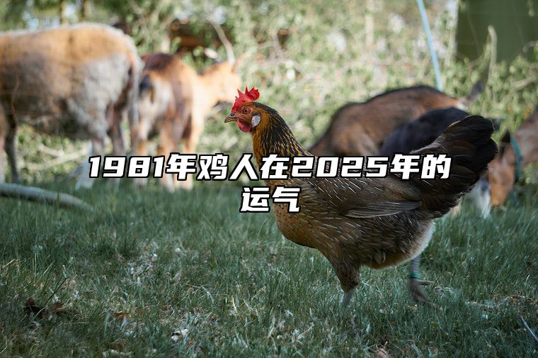 1981年鸡人在2025年的运气 1981年属鸡人2023年的命运