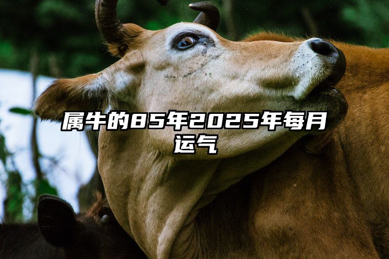 属牛的85年2025年每月运气 85年属牛人未来5年运势