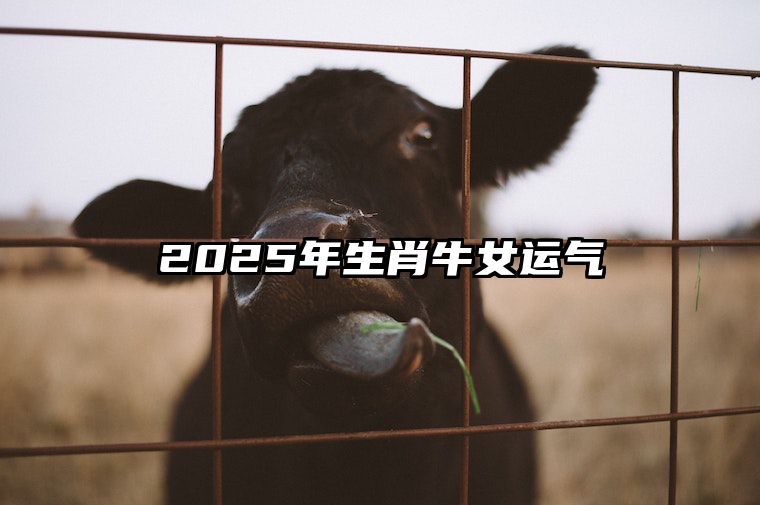 2025年生肖牛女运气 2025年属牛人的全年运势女性