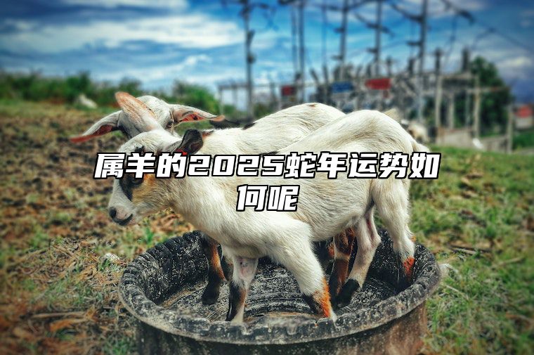 属羊的2025蛇年运势如何呢 属羊的2025蛇年运势如何呢女生