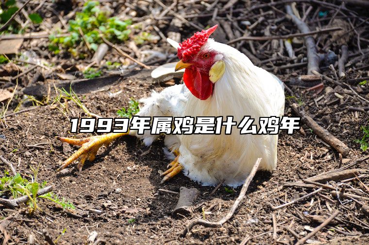 1993年属鸡是什么鸡年 1993年是属鸡吗