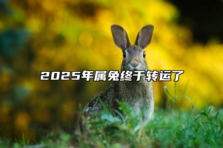 2025年属兔终于转运了 2025年属龙终于转运了