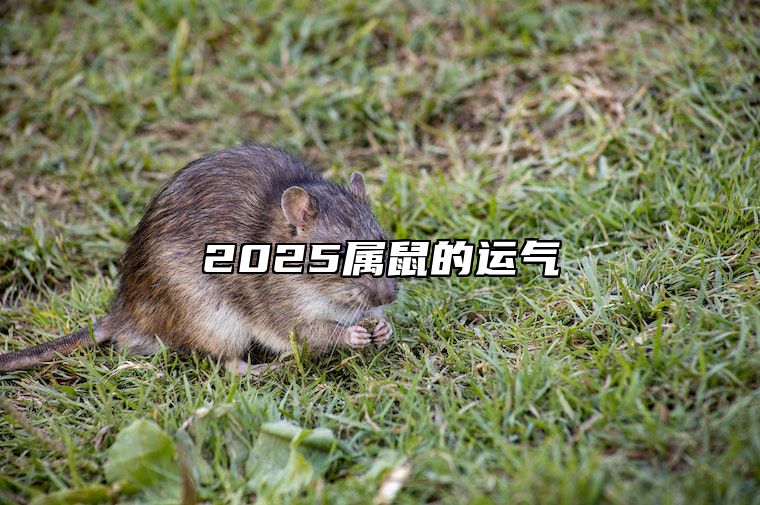 2025属鼠的运气 鼠2025财运大爆发的一年