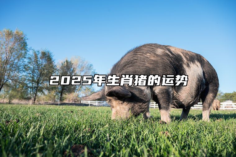 2025年生肖猪的运势 2025年生肖猪的运势运程