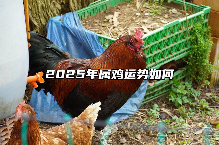 2025年属鸡运势如何 2o5年属鸡的运行