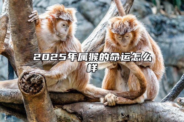 2025年属猴的命运怎么样 2025年属猴的是什么命