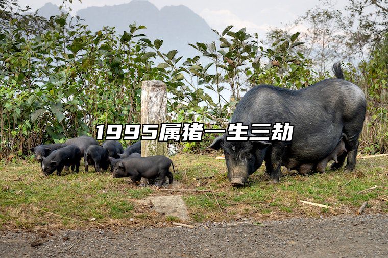 1995属猪一生三劫 95年猪三大劫