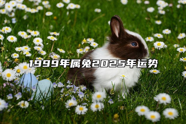 1999年属兔2025年运势 1999年属兔2025年运势及运程详解