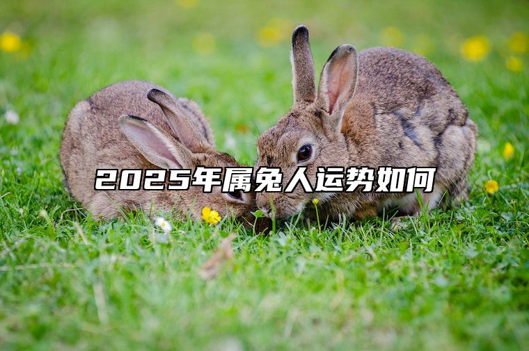 2025年属兔人运势如何 2025年属兔人的全年运势如何