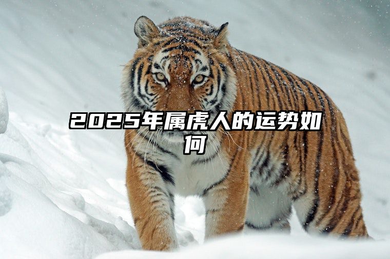 2025年属虎人的运势如何 2025年属虎人的运势如何样